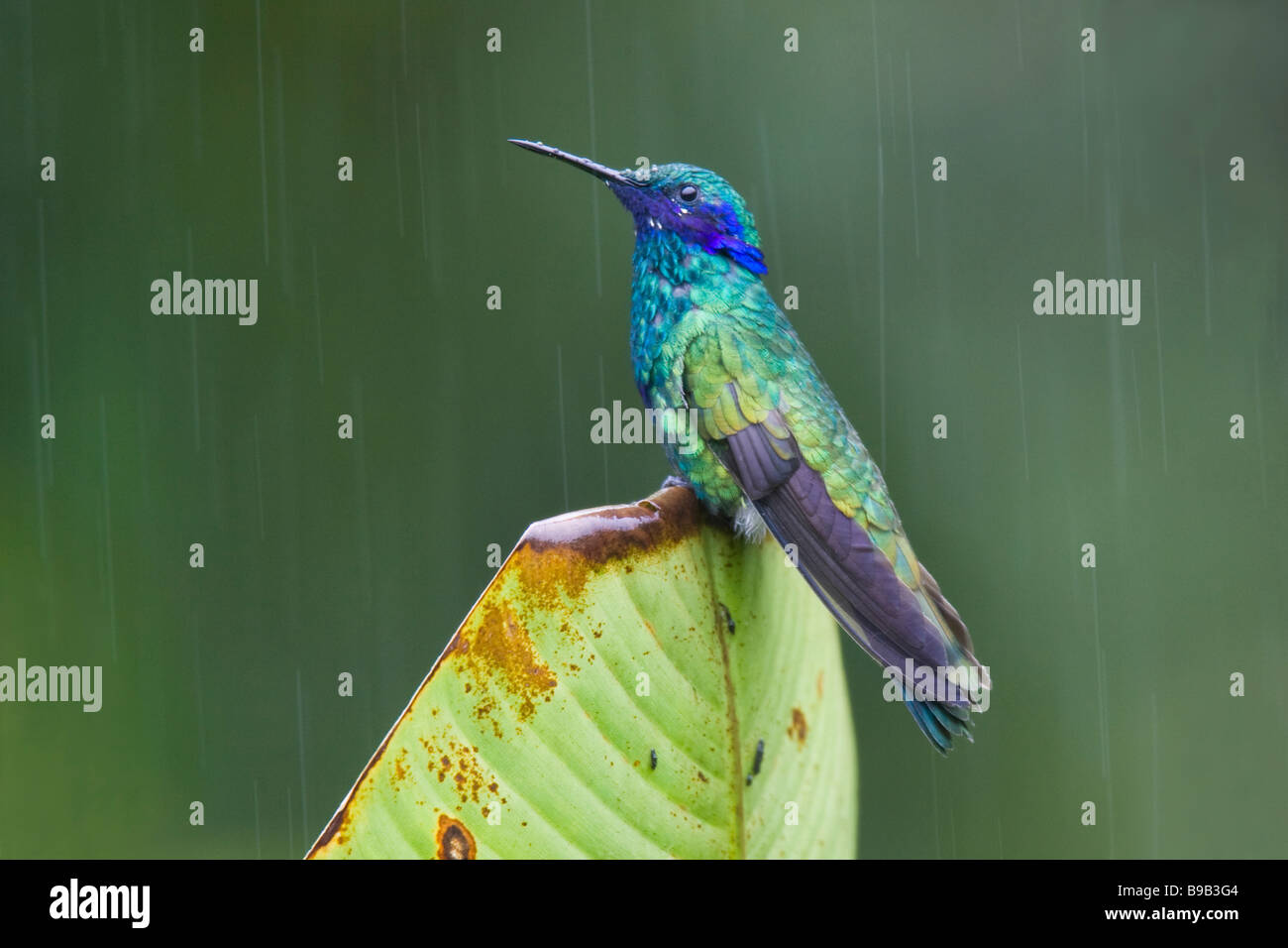 Funkelnde violett-Ohr (Colibri Coruscans) thront auf einem Blatt während ein Sturm Stockfoto