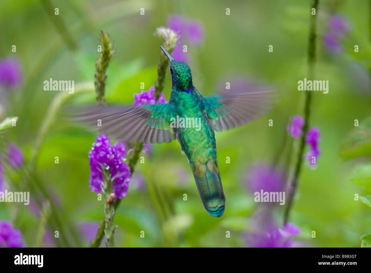Funkelnde violett-Ohr (Colibri Coruscans) schwebt bei der Fütterung von einer Blume Stockfoto