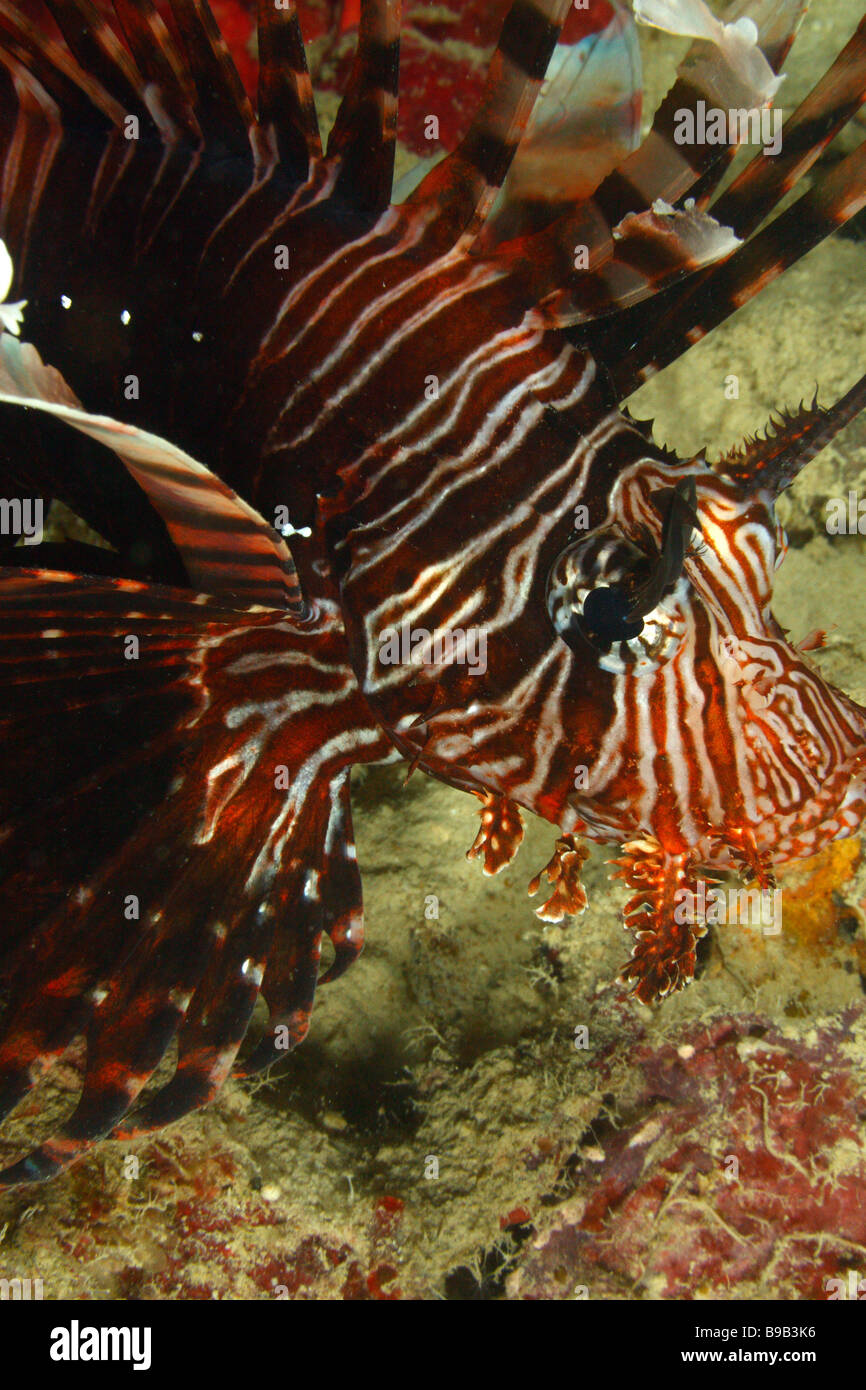 Eine bunte gestreifte Longspine Rotfeuerfische Jagd auf sandigem Boden Stockfoto