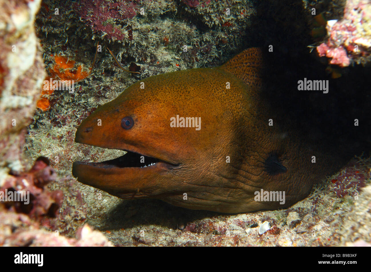 Ein Schuss in den Kopf des Agiant Muräne schwimmen an einem Korallenriff mit zwei kleinen Ring Pipefishes im Hintergrund. Stockfoto