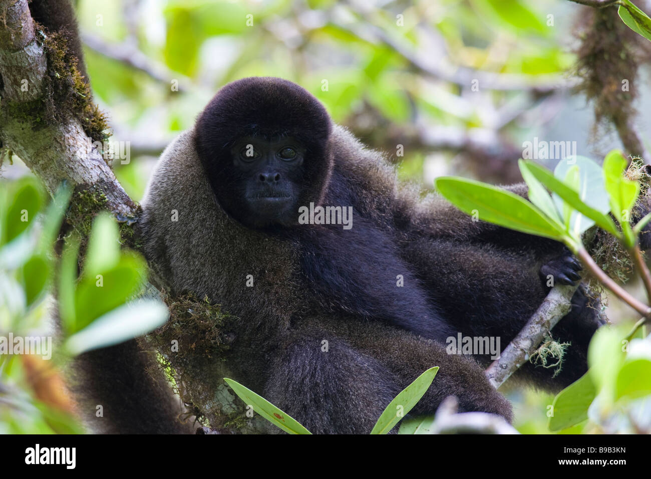 Wollige Affe (Lagothrix Lagothricha) sitzt in einem Baum Stockfoto