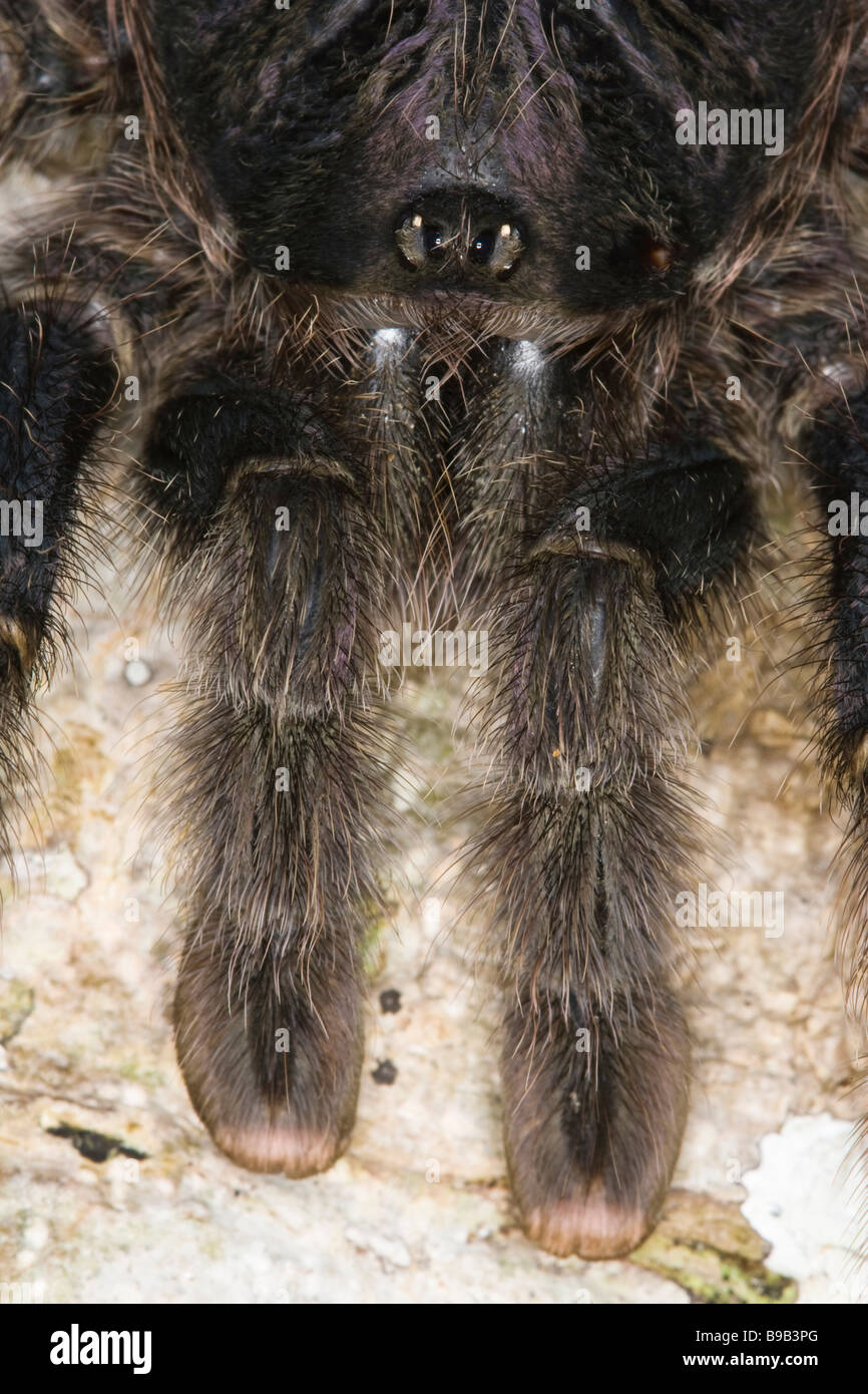 Nahaufnahme von einer weiblichen peruanischen Pinktoe Vogelspinne (Avicularia Urticans) Stockfoto