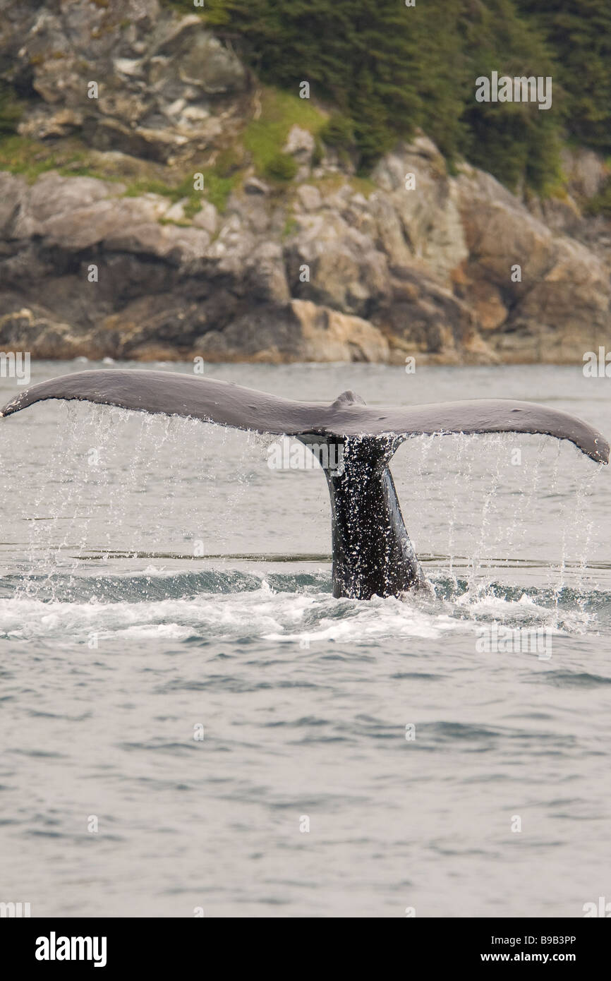Buckelwal Impressionen Novaeangliae Southeast Alaska Stockfoto
