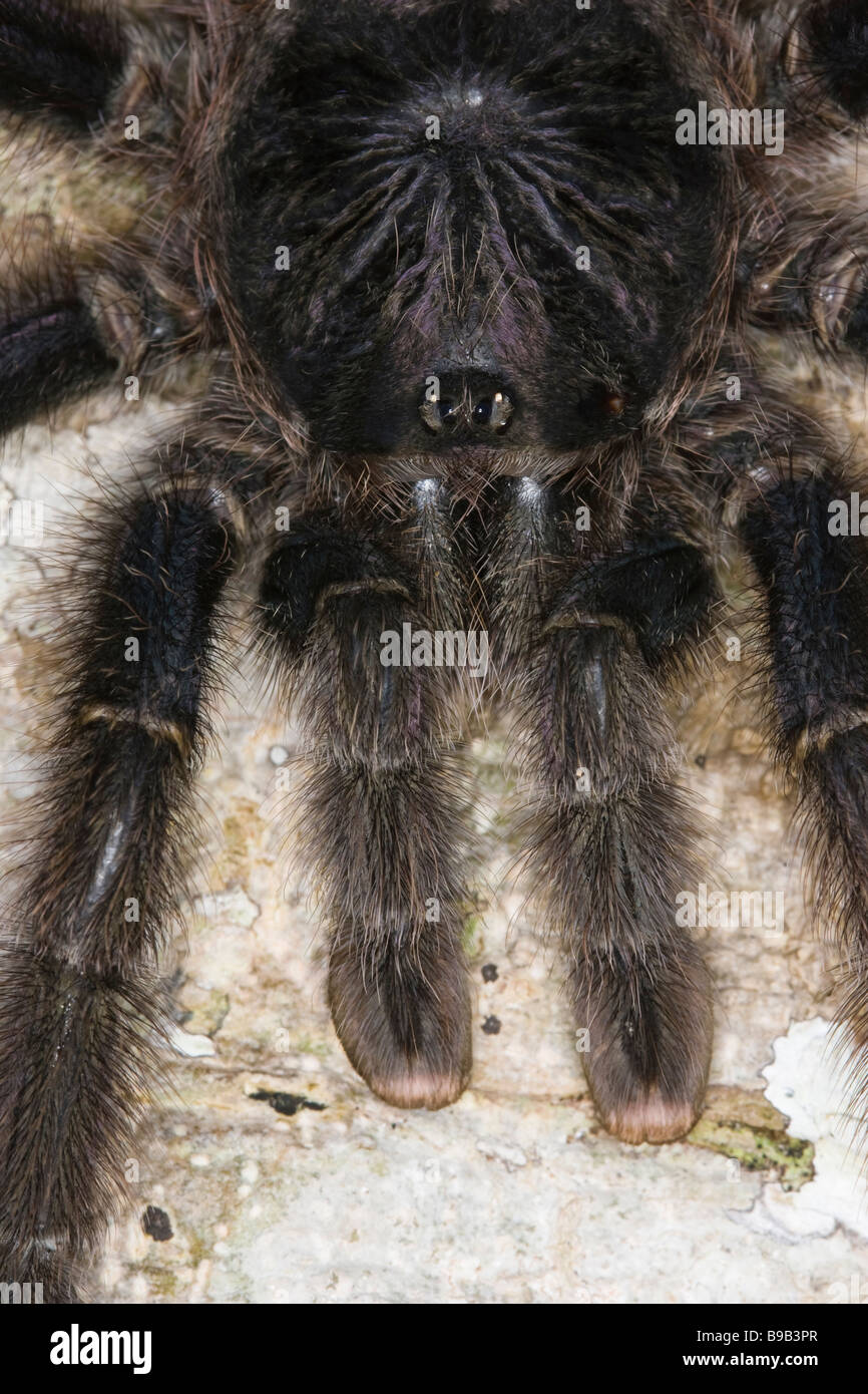 Nahaufnahme von einer weiblichen peruanischen Pinktoe Vogelspinne (Avicularia Urticans) Stockfoto