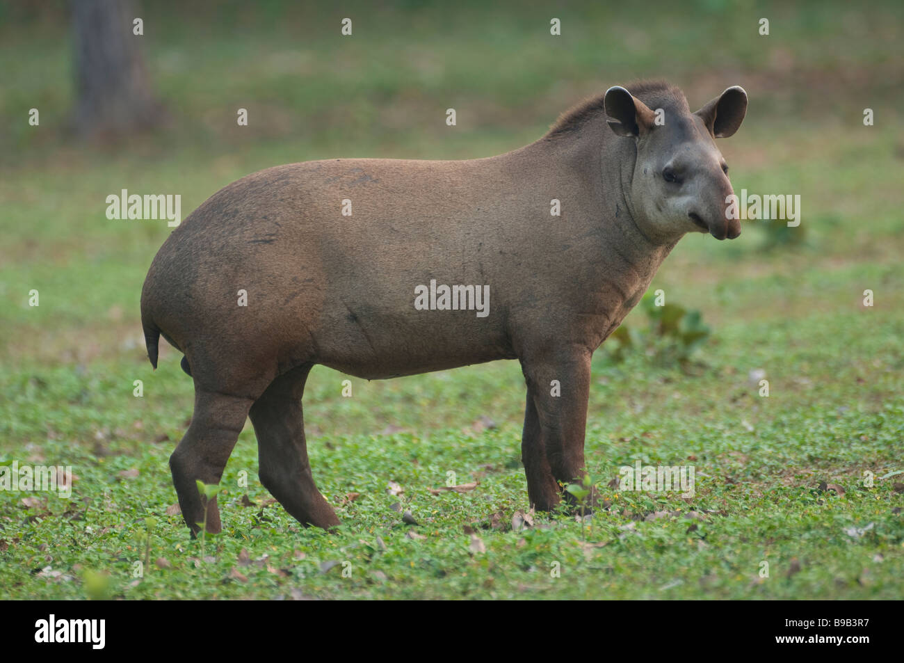 Brasilianischer Tapir oder Lowland Tapir Tapirus terrestris, Brasilien Stockfoto
