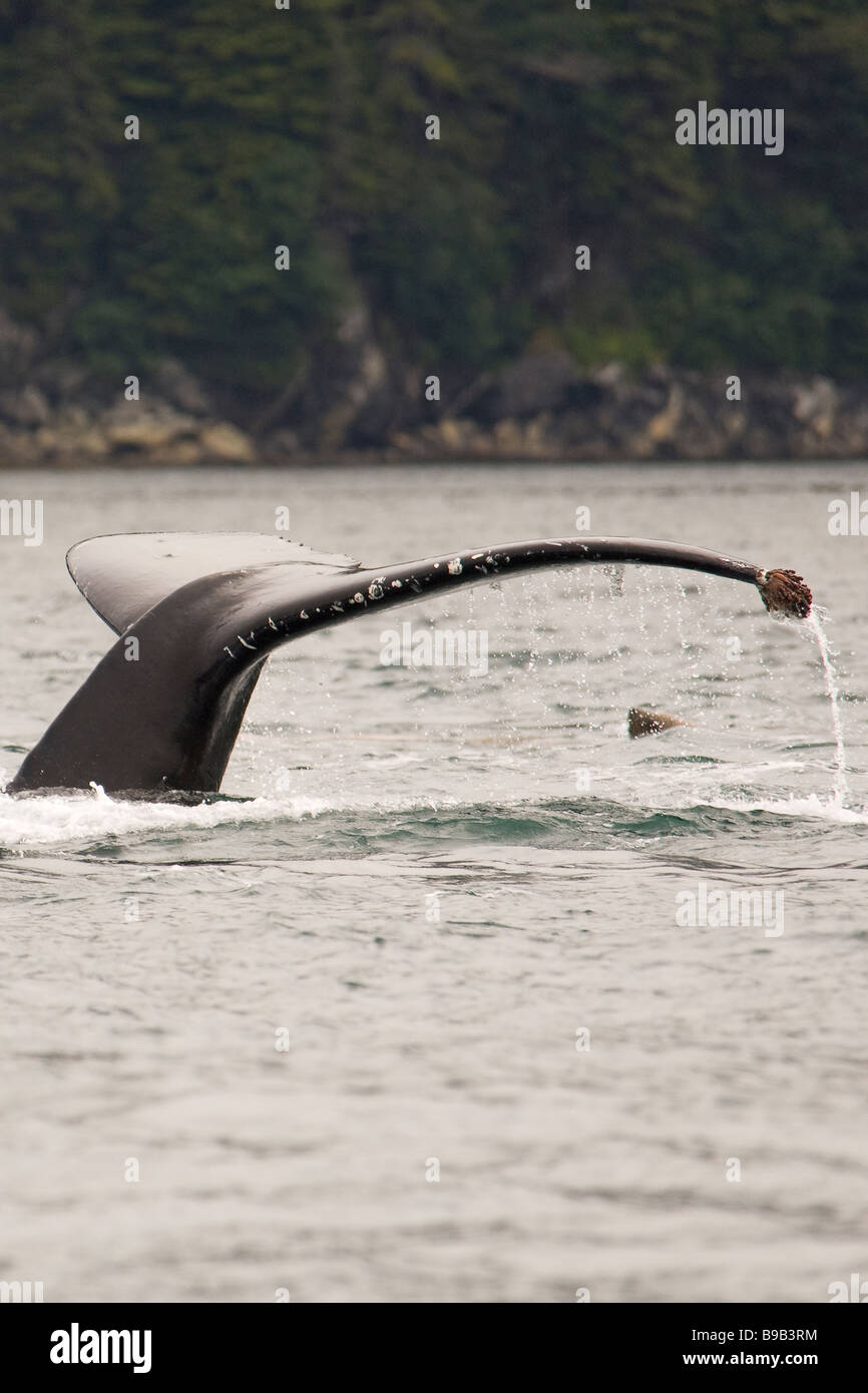 Buckelwal Impressionen Novaeangliae Southeast Alaska Stockfoto