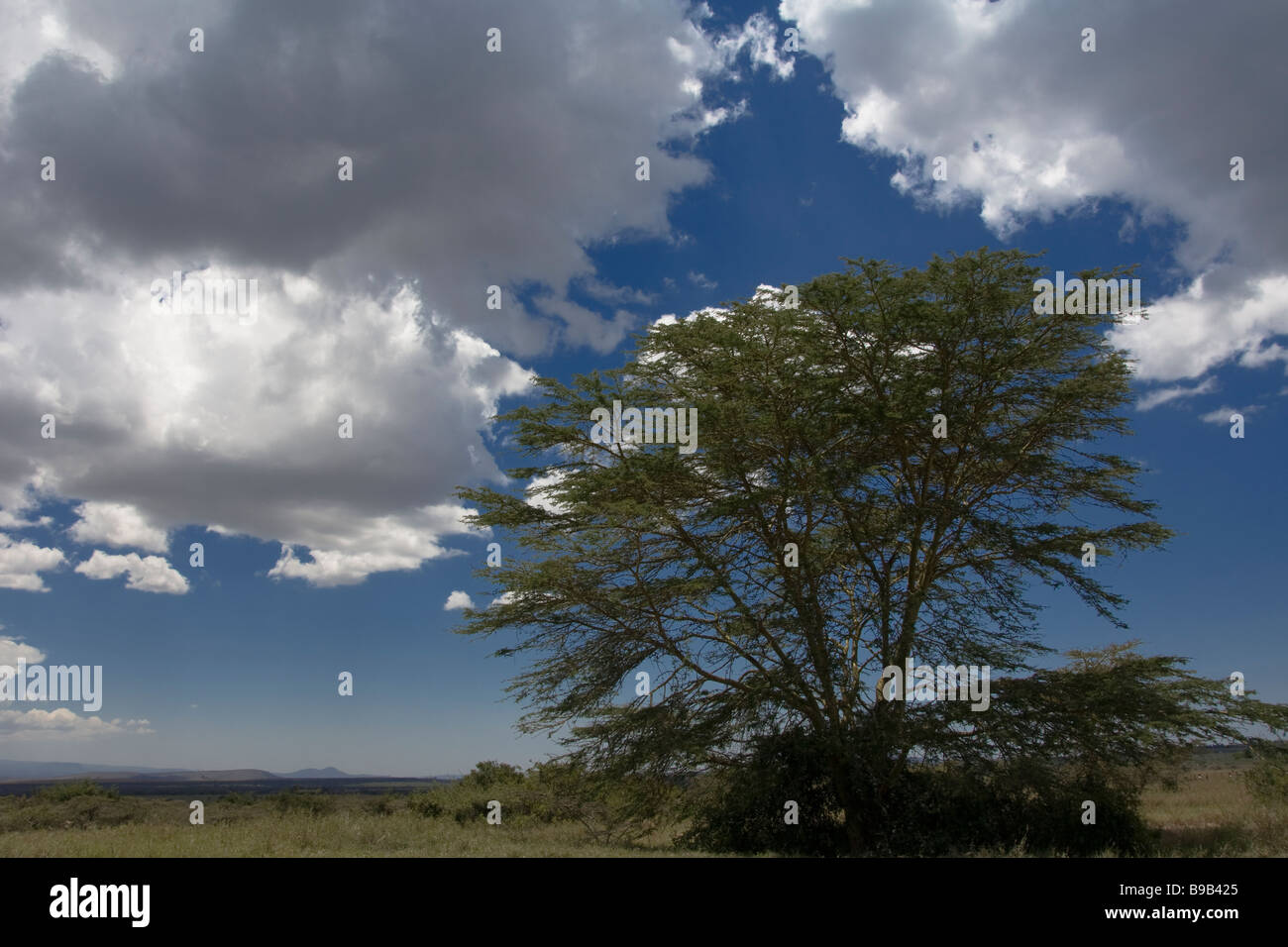 Gelber Akazienbaum, Kenia, Afrika Stockfoto