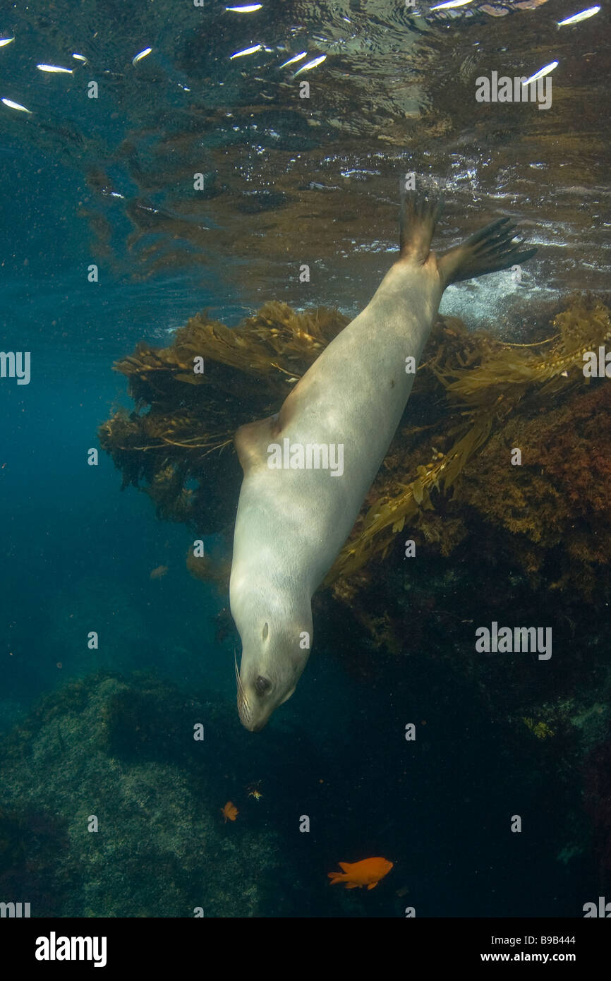 Kalifornische Seelöwe Zalophus Californianus San Benito Insel Baja California Mexiko Stockfoto