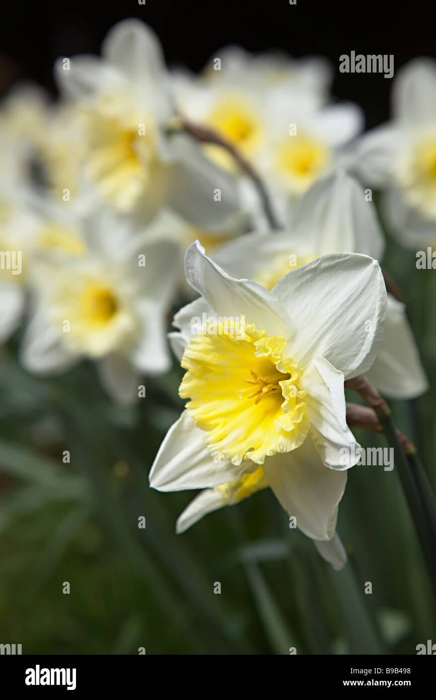 Weiße Narzisse Narzissen blühen Wales UK Stockfoto