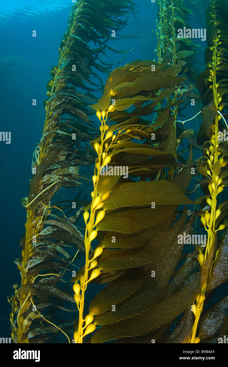 Giant Kelp Forest Macrocystis Pyrifera San Benito Insel Baja California