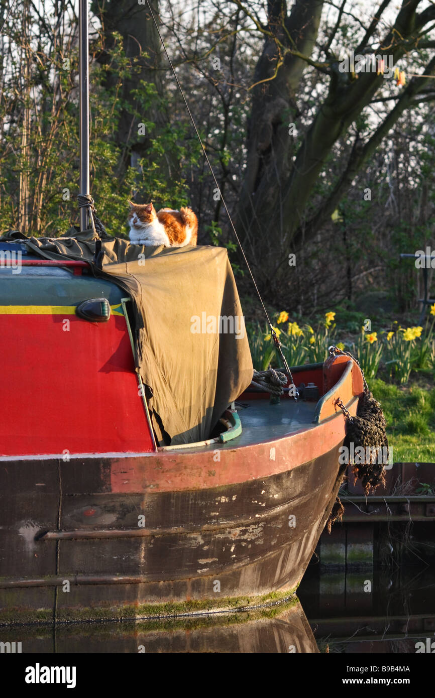 Eine Katze sitzt auf einem Boot in der Sonne auf der Grand Union Canal/Fluss-Brent in London Stockfoto