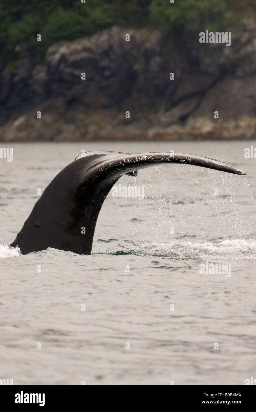 Buckelwal Impressionen Novaeangliae Southeast Alaska Stockfoto