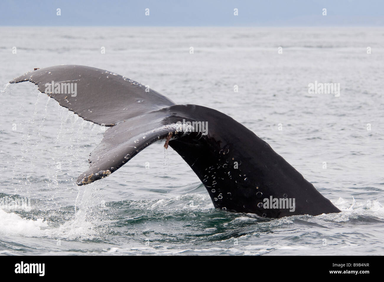 Buckelwal Impressionen Novaeangliae Southeast Alaska Stockfoto