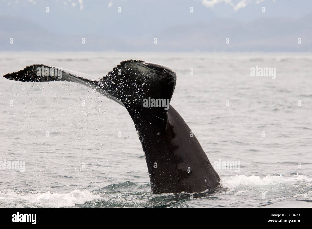 Buckelwal Impressionen Novaeangliae Southeast Alaska Stockfoto