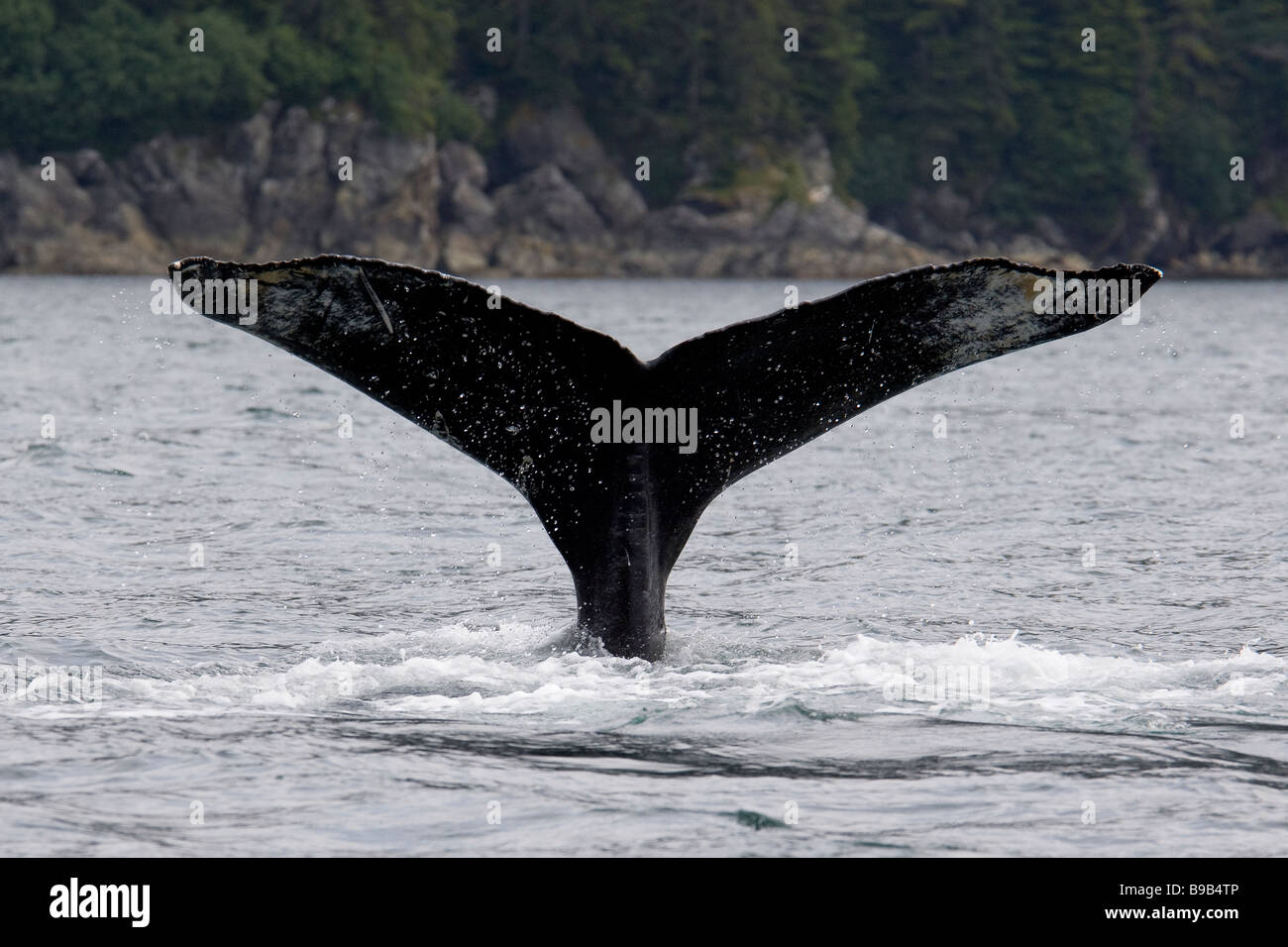 Buckelwal Impressionen Novaeangliae Southeast Alaska Stockfoto