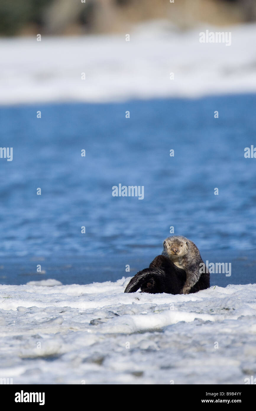 Sea Otter Enhydra Lutris auf Eis Kachemak Bay Homer Alaska Stockfoto