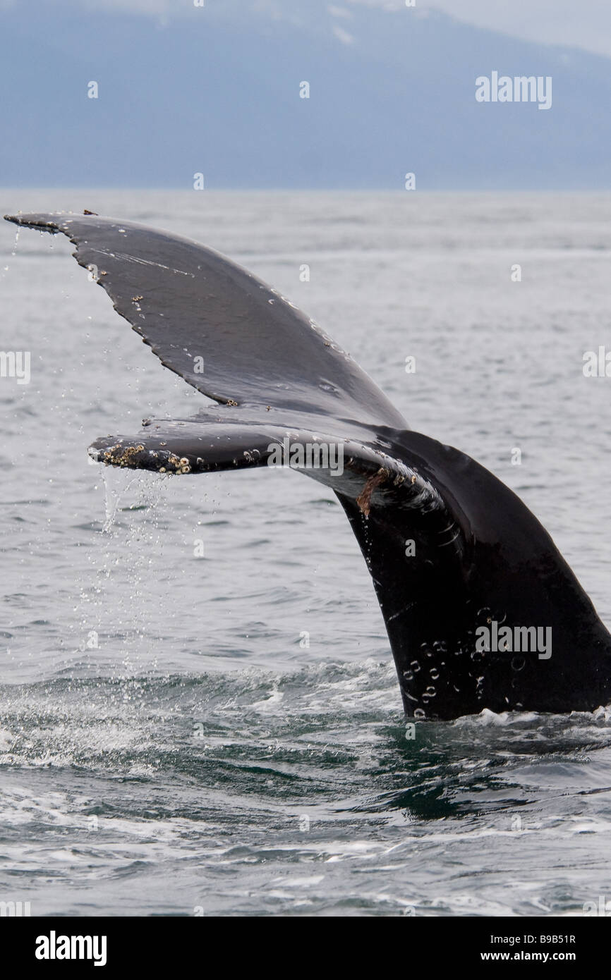 Buckelwal Impressionen Novaeangliae Southeast Alaska Stockfoto