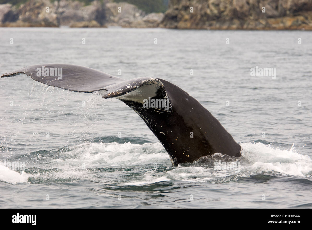 Buckelwal Impressionen Novaeangliae Southeast Alaska Stockfoto