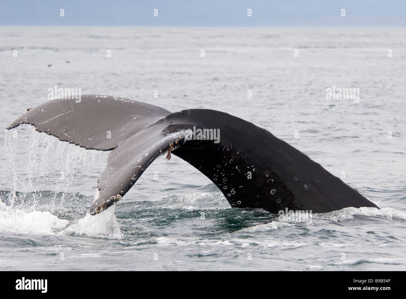 Buckelwal Impressionen Novaeangliae Southeast Alaska Stockfoto