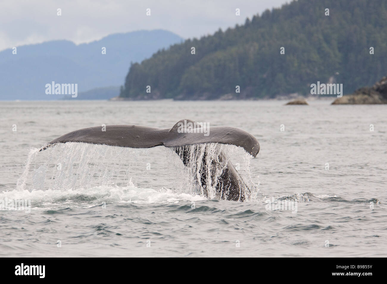 Buckelwal Impressionen Novaeangliae Southeast Alaska Stockfoto