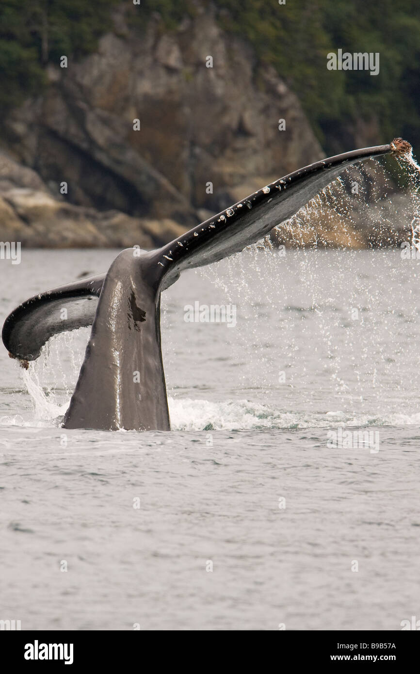 Buckelwal Impressionen Novaeangliae Southeast Alaska Stockfoto