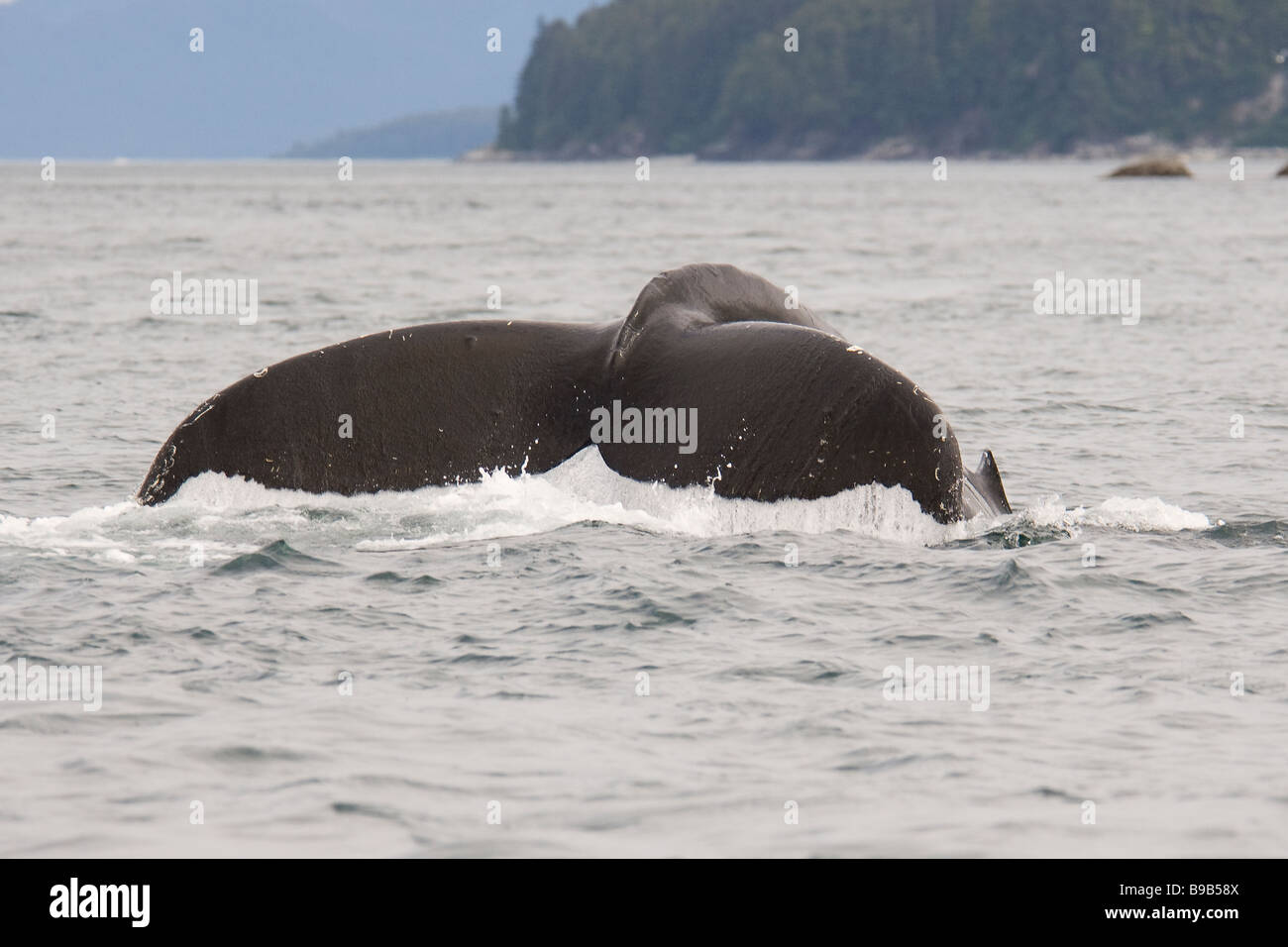 Buckelwal Impressionen Novaeangliae Southeast Alaska Stockfoto
