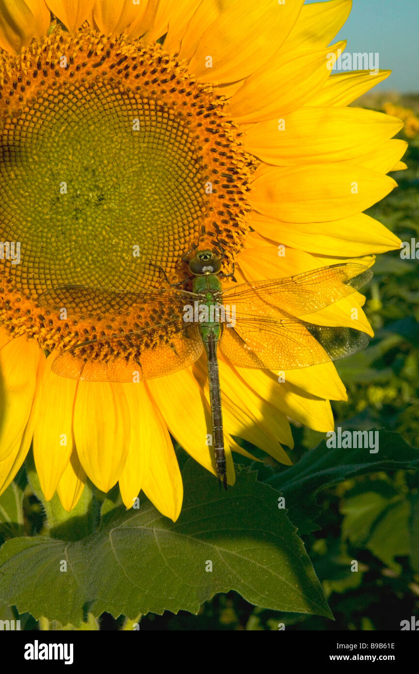 Libelle ruht auf Sonnenblume. Stockfoto