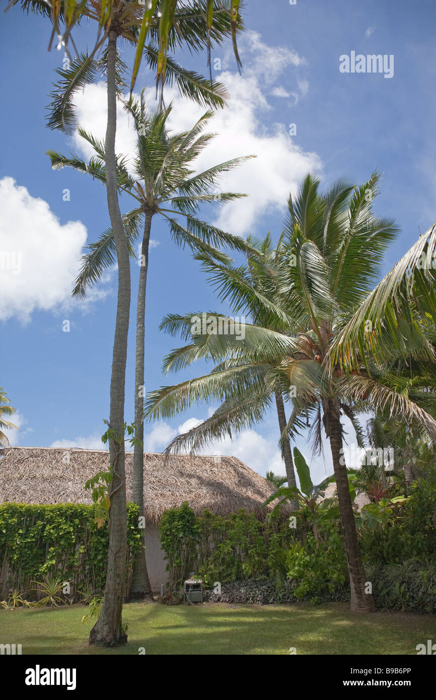 Kokospalmen mit Palm strohgedeckten Hütte in einem tropischen Garten - Cocos Nucifera - Rarotonga, Cook-Inseln, Polynesien Stockfoto