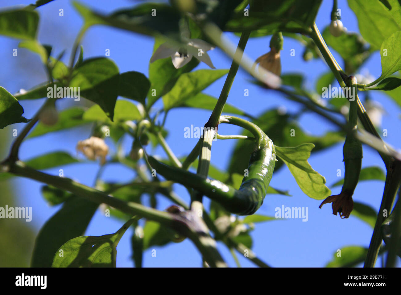 Grüne Chili-Pflanze. Stockfoto