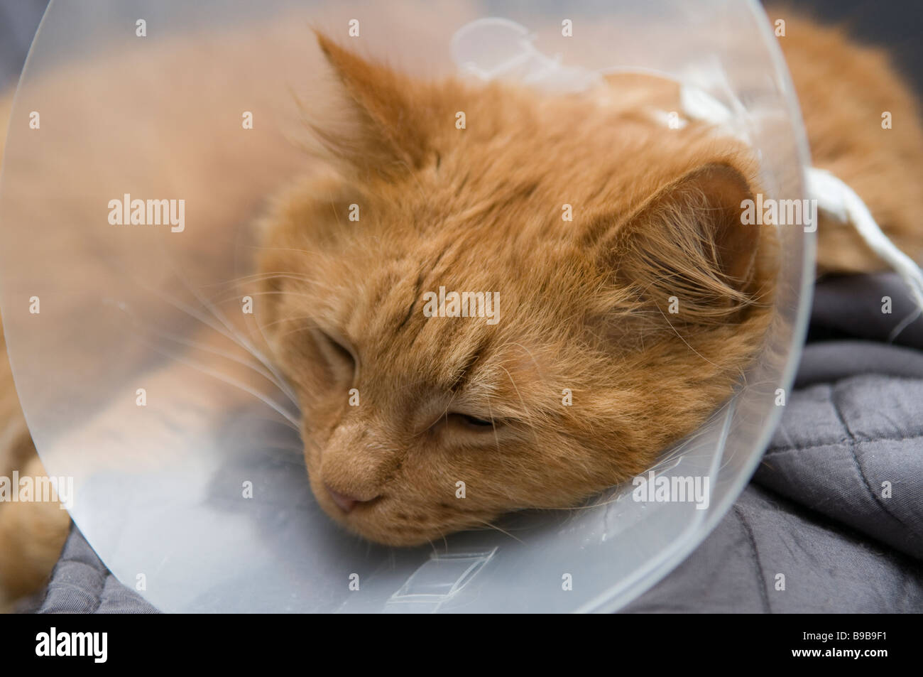 Reha. Katze mit Halsband. Stockfoto