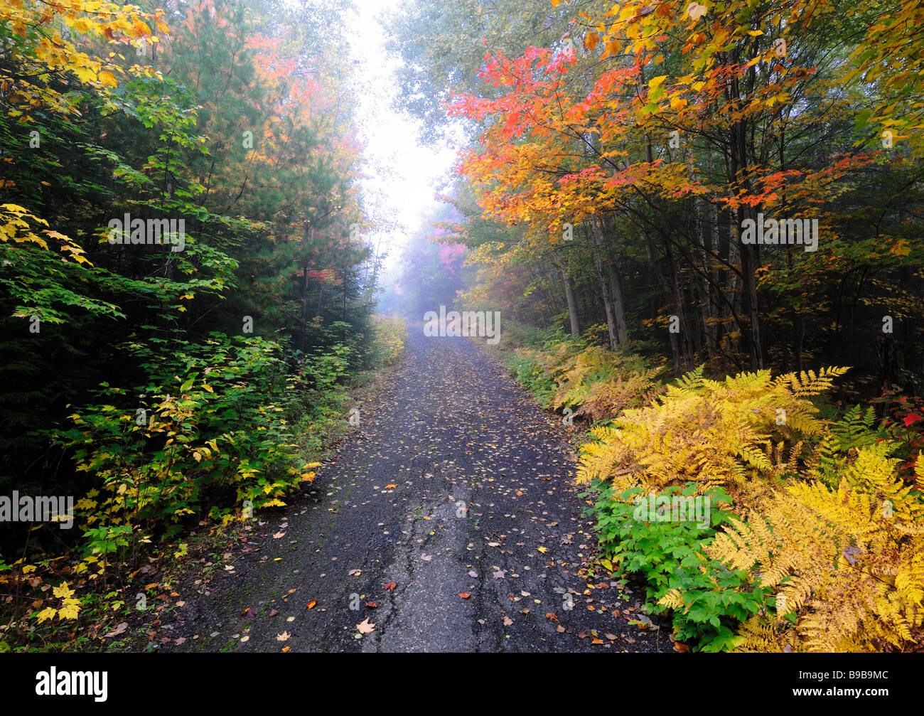 Fuß auf einem Busch Weg in Nord-Ontario im Herbst Stockfoto