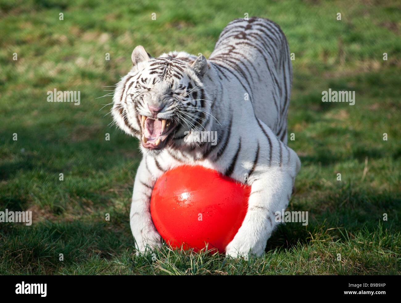 Ein weißer Tiger spielen mit einem großen roten Ball an der West Midland Safaripark Worcestershire England UK Stockfoto