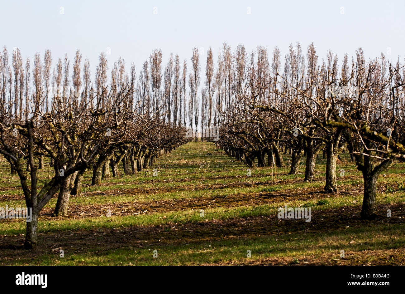 Ein Obst-Bauernhof in Kent Stockfoto