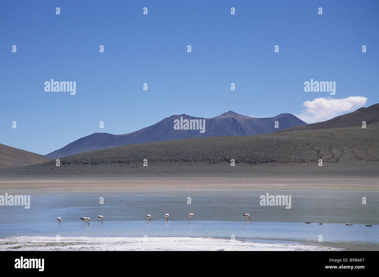 Wüste Flamingos ernähren sich in der Wüste von Bolivien Stockfoto