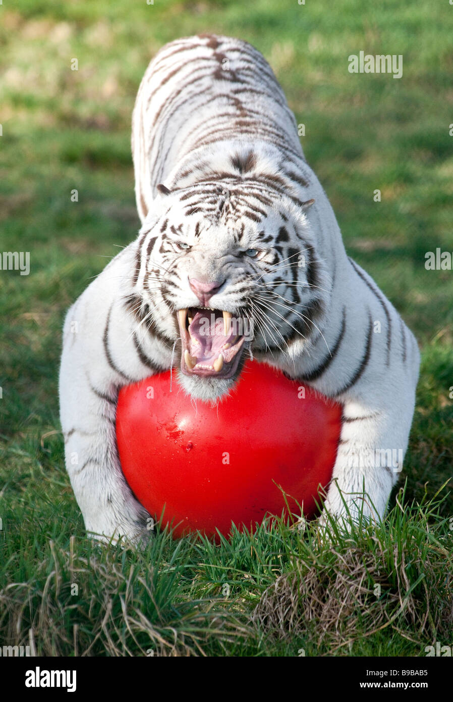 Ein weißer Tiger spielen mit einem großen roten Ball an der West Midland Safaripark Worcestershire England UK Stockfoto