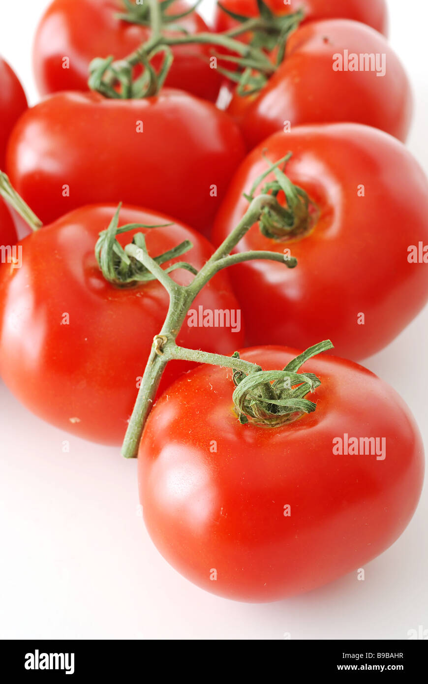 Reife Tomaten an den Rebstöcken isoliert auf weiss Stockfoto