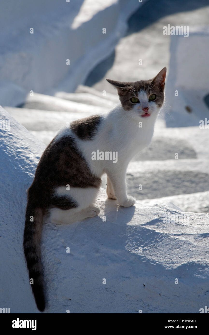 Griechischen Katze auf Mauer Stockfoto