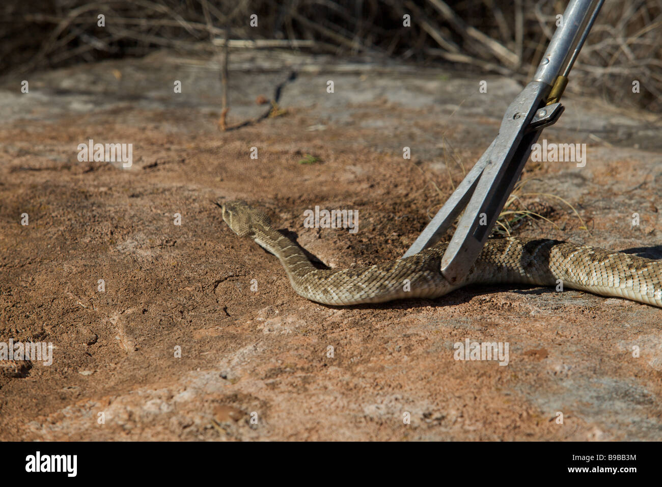 Ein Schlange Jäger packt einen westlichen Diamondback Klapperschlange Sonnen auf einem Felsen in der texanischen Wüste west Stockfoto