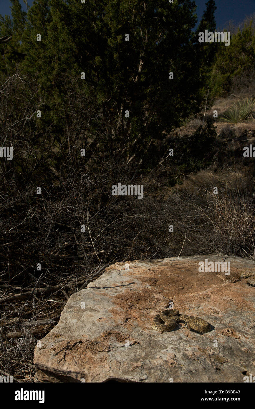 Eine westliche Diamondback Klapperschlange Sonnen auf einem Felsen in der texanischen Wüste West bereitet sich auf Streik Stockfoto