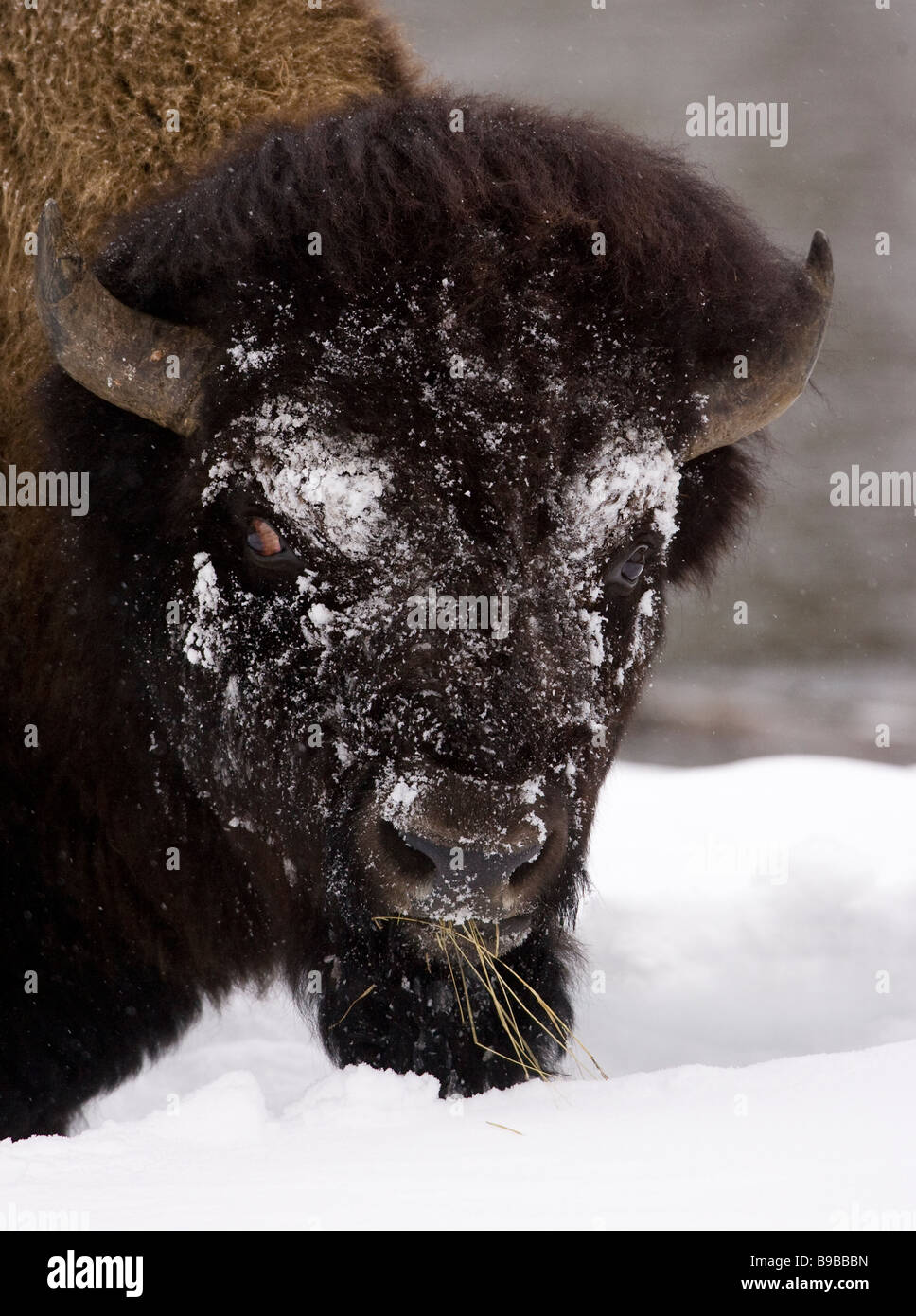 Amerikanische Bisons Gesicht nach vorn Essen Grass Stockfoto