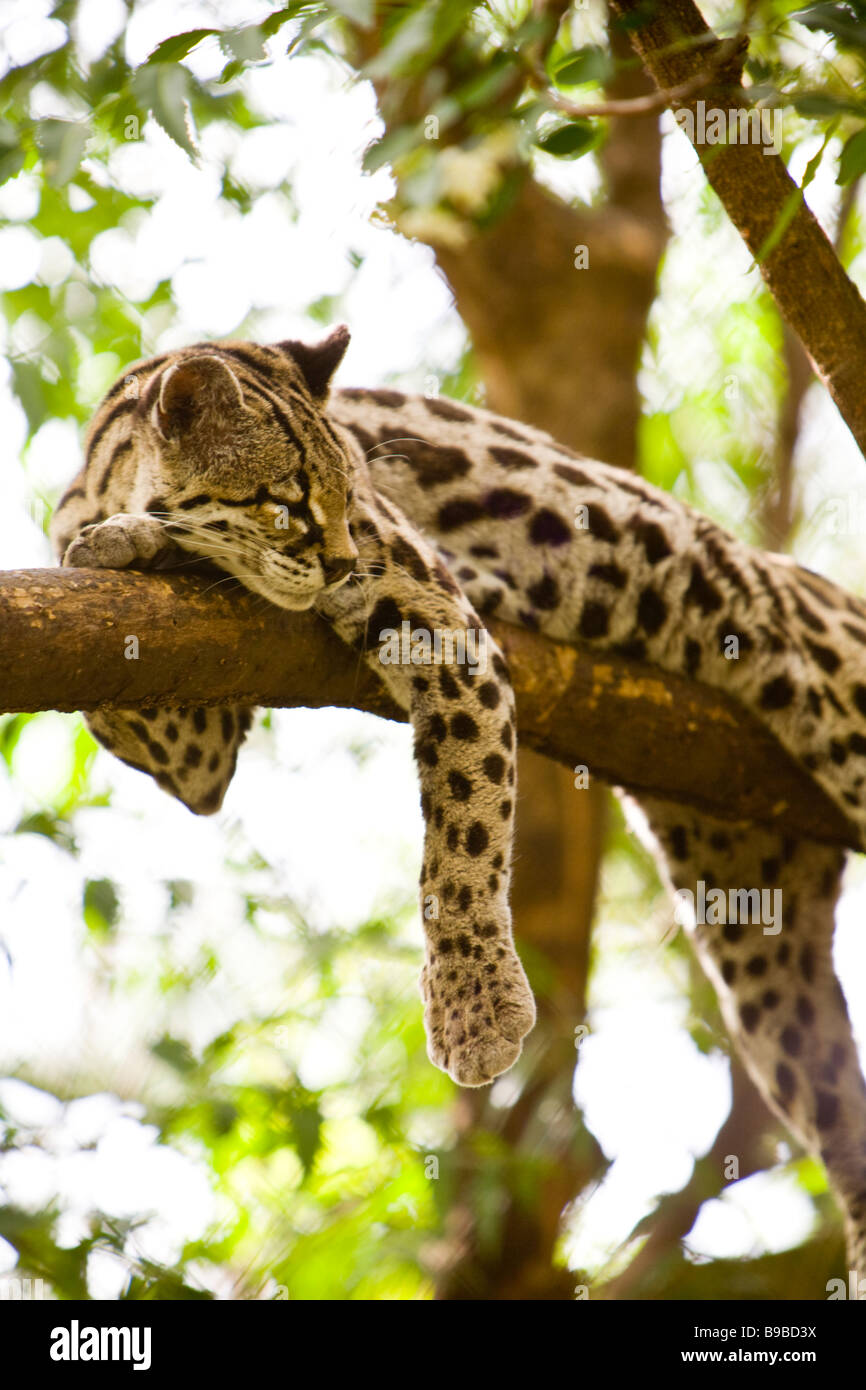 Langschwanzkatze (pardalis Wiedii) ruht in einem Baum am Las Pumas Rescue Center (Centro de Rescate Las Pumas) in Cañas, Costa Rica. Stockfoto