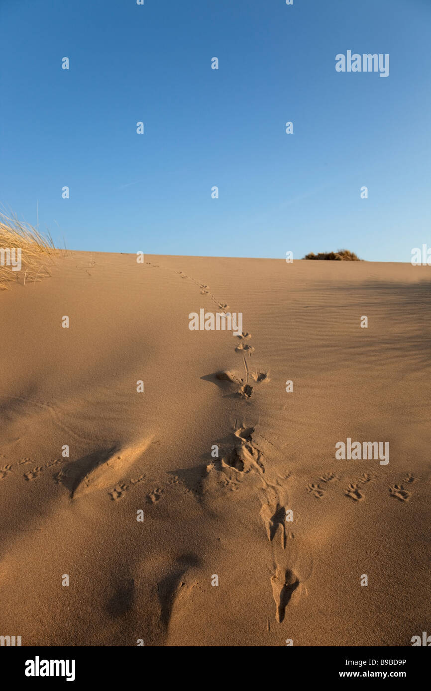 Sanddüne mit Tierspuren Stockfoto