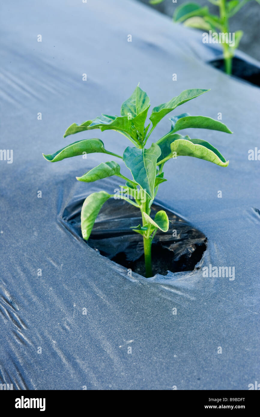 Paprika-Sämling pflanzte in Plastik Mulch. Stockfoto