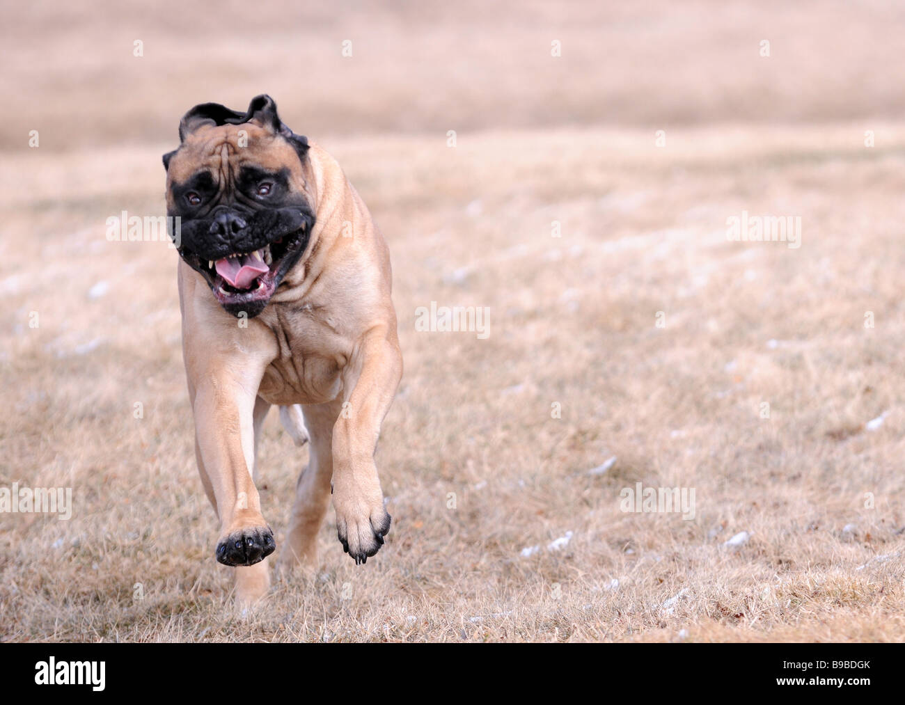 Ein Bull Mastiff Pitbull Wachhund aufladen, anzugreifen, zu schützen, kämpfen, beißen, laufen, Zähne und Hängebacken Abfackeln aggressiv Stockfoto