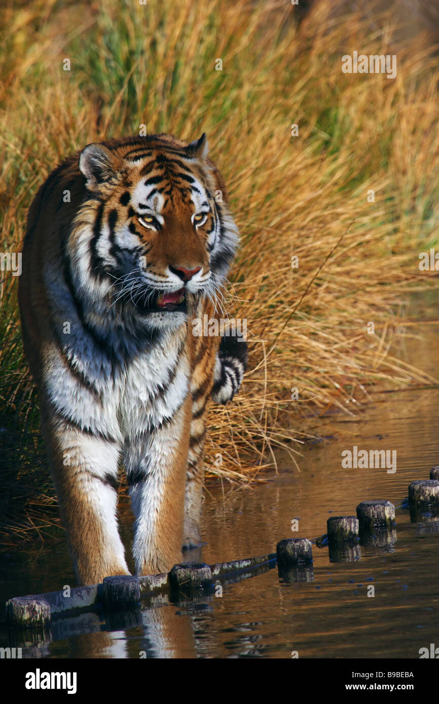 Sibirischer Tiger im Wasser stehen mit den Füßen im Wasser Stockfoto