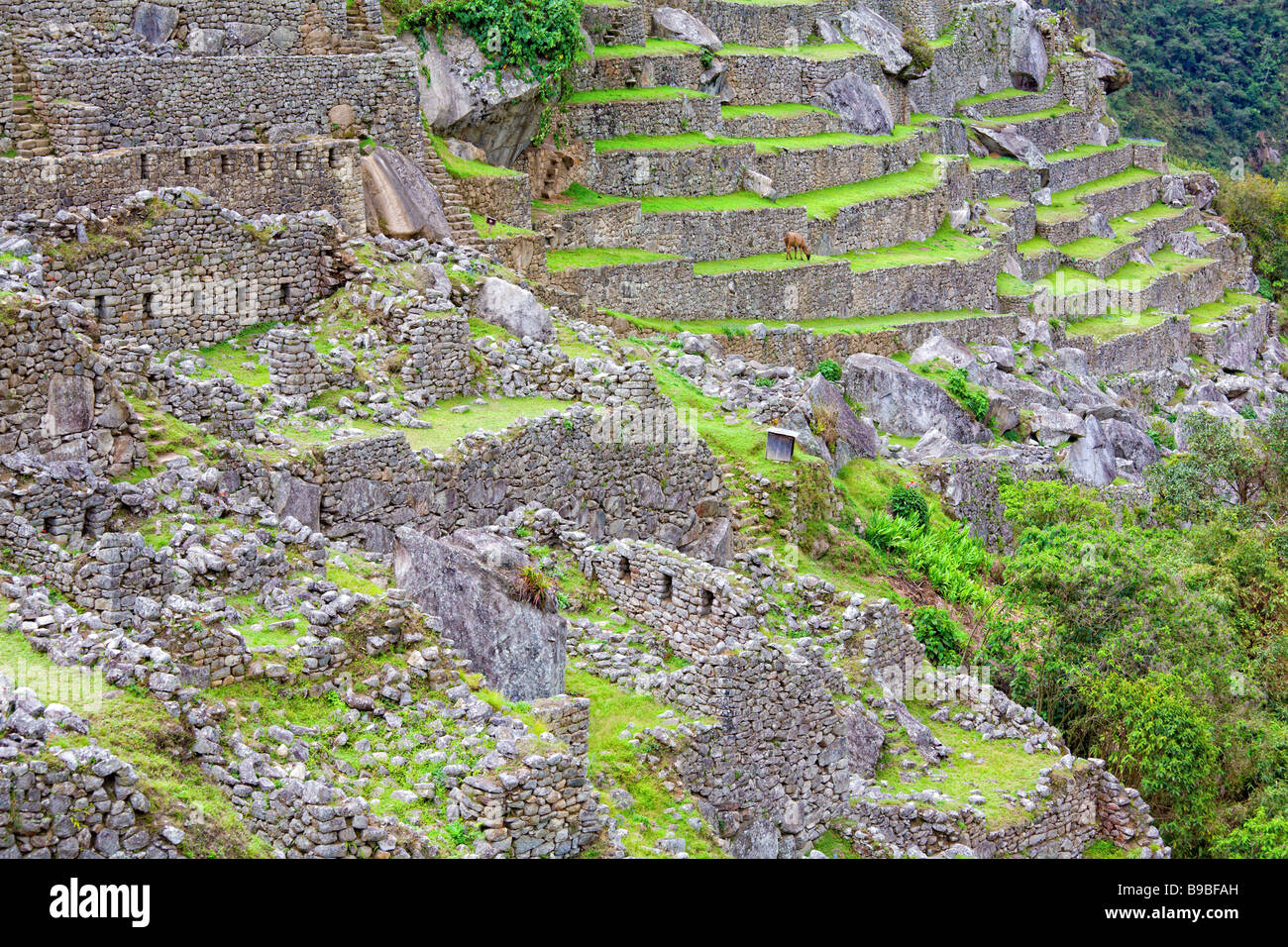 Terrassen am Machu Picchu Peru Stockfoto