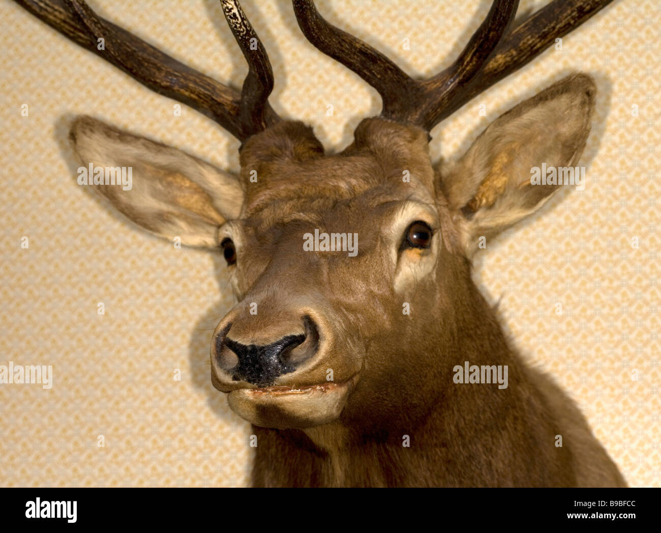 Eine montierte Elk-Kopf Stockfoto