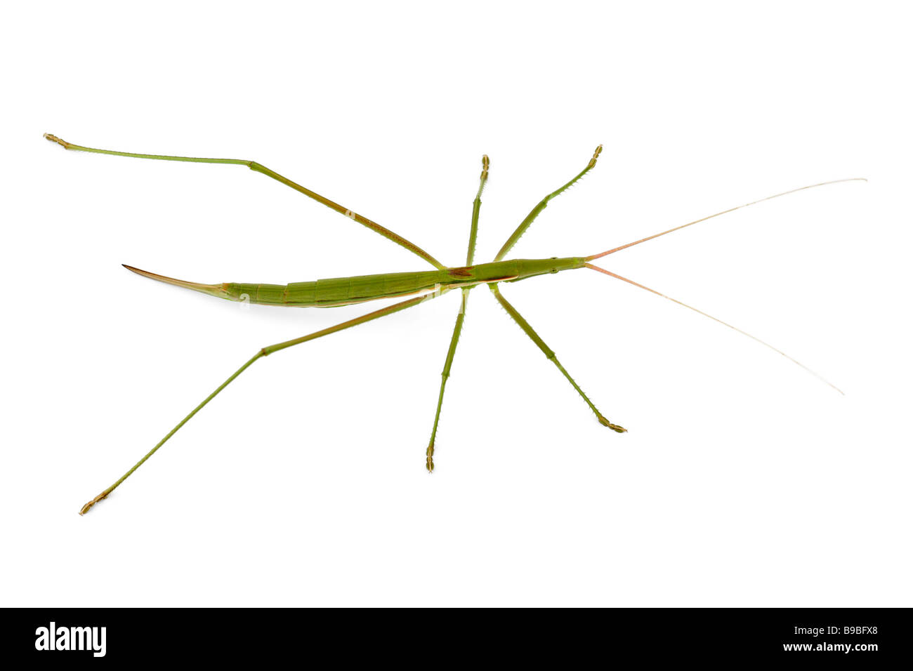 Grüne Heuschrecke auf weiß Stockfoto