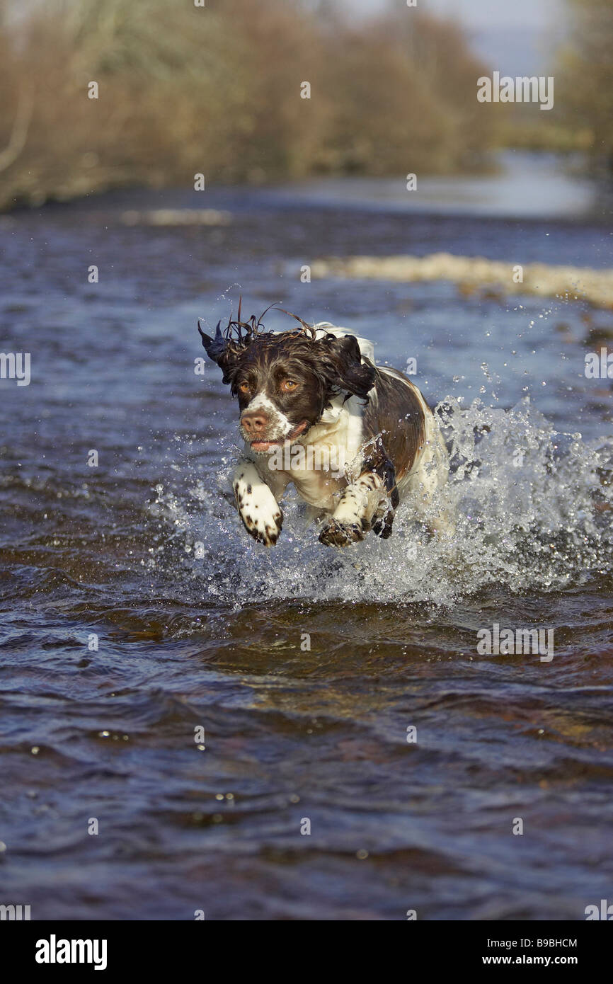 Englisch Springer Spaniel (Canis Lupus Familiaris) flachen Fluss durchzogen Stockfoto