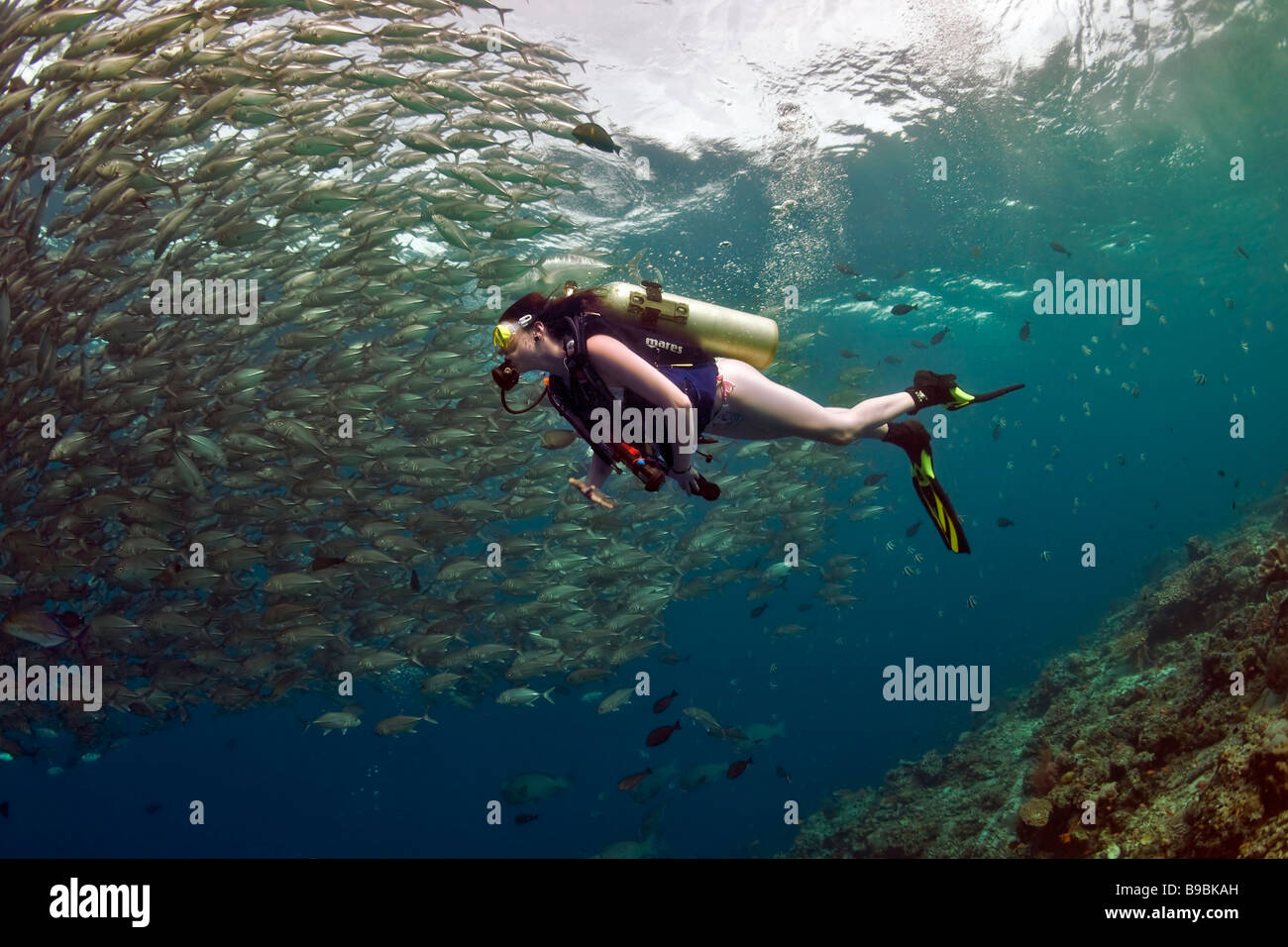 Eine Tauchen Mädchen im Bikini schwimmt neben einer Schule Bigeye Trevally Makrelen in den warmen Gewässern auf Barracuda Point, Sipadan Stockfoto